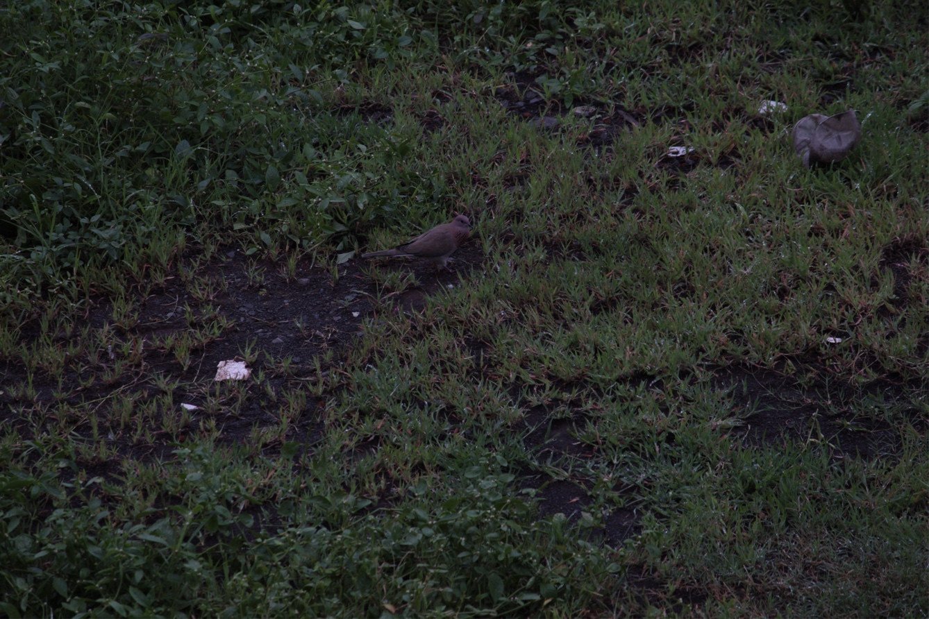 unedited Laughing Dove