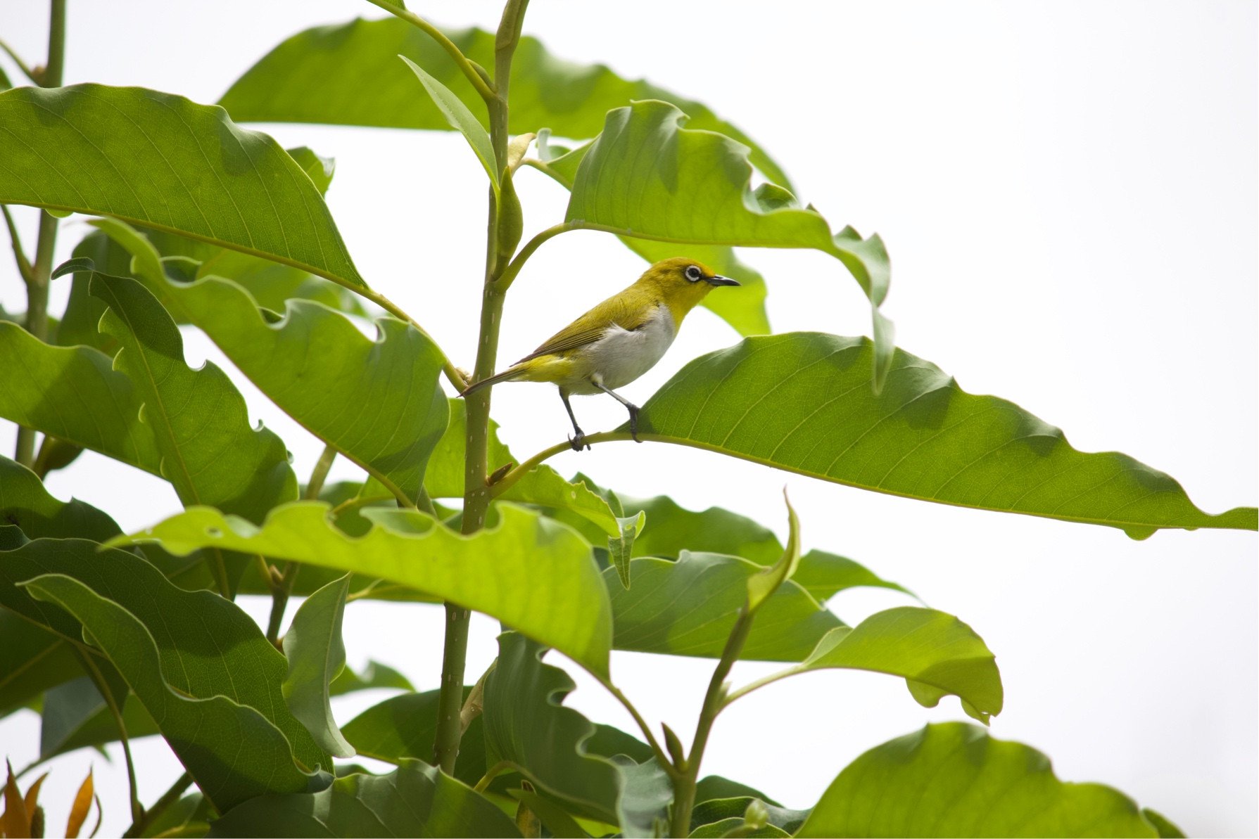 unedited Indian White-eye