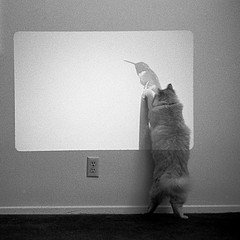 Cat interacting with projected slide of hummingbird